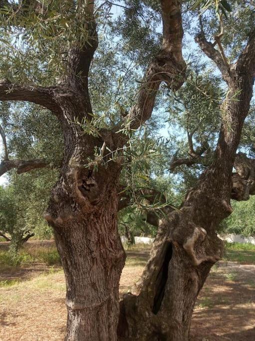 Olive Trees Villa Tragaki Buitenkant foto